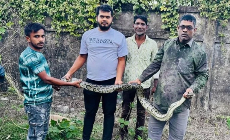 এক ইউনিয়নে ১ সপ্তাহের ব্যবধানে মিললো ৬ অজগর, আতঙ্কে এলাকাবাসী